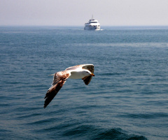 denizin getirdikleri.....