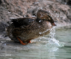 taking a bath .. :))