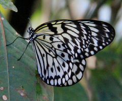 Free To Fly