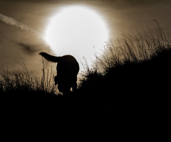 Shadow Play