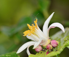 Lemon Flower