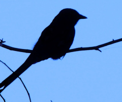 Silhouette