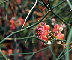desert beauty
