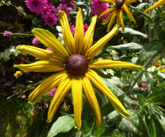 Yellow Sun