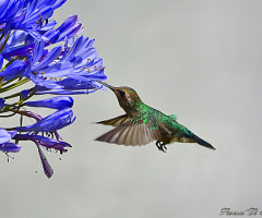 Colibri