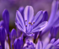 Violet Dreams 