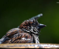 Bathing
