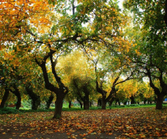 İznik'te Sonbahar