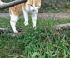 kedi kır gezisinde