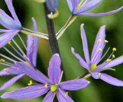  A Flower On The Way...