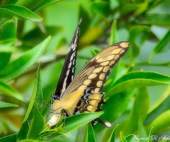 Mariposa del limonero