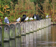 Seagull relaxing