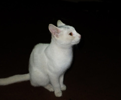 my new boy