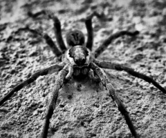 spider