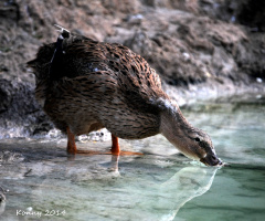 Water control before the bath.. :)))) 