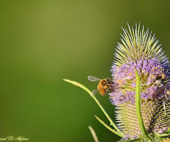 Little Bee