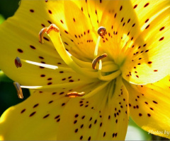 Yellow beauty