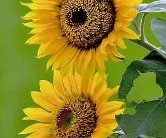 twin sun flower