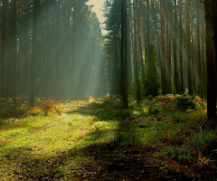 ...so I like to photograph the forest