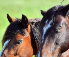 Horses eyes