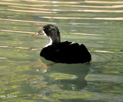 the black duck 