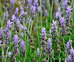 lavender... 