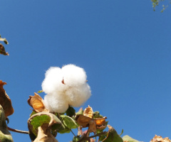 cotton plant