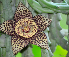 Exotic flower