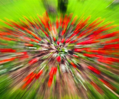 zoom in zoom out flowers