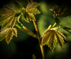 Green Is Hope