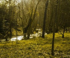HUZUR