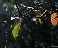 rain.... our winter in cyprus 