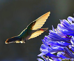 Golden Wings