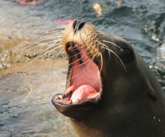 A Roar From A Sea Lion... !! 