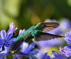 Vuelo del colibri