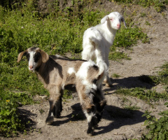 Beautiful Goats