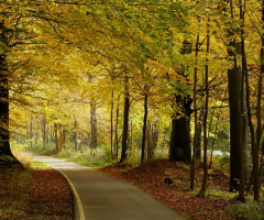 Through The Forest...