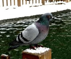 kar....ve kuşlar....