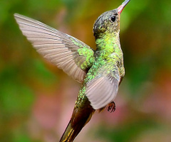 Estatico