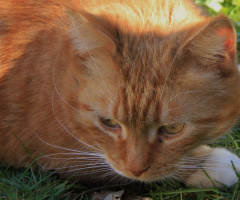 Abu Relaxing In The Garden 