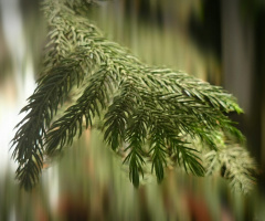 just a leaf 