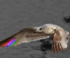 Bird
