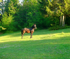 The horse