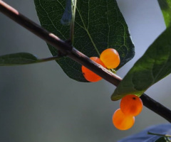 Green And Orange
