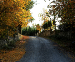 Hazan