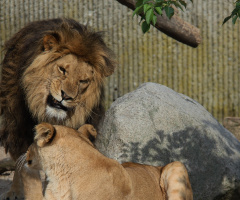 Language Of A Lion...