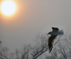 Fly into the sun