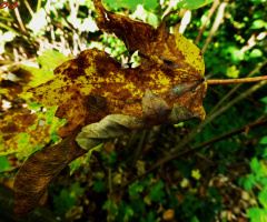Blatt