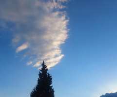 smoking pine ?