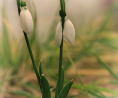 snowdrops